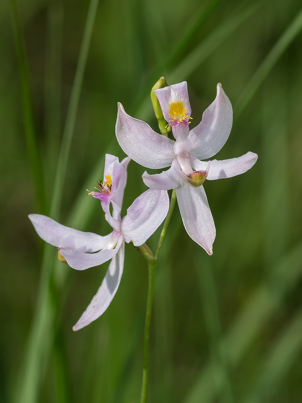 Calopogon pallidus (Pale Grass-pink orchid)