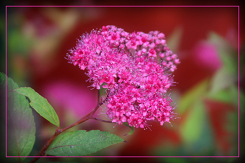 Pink & Green