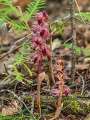 Corallorhiza striata var. striata (Striped Coralroot orchid)