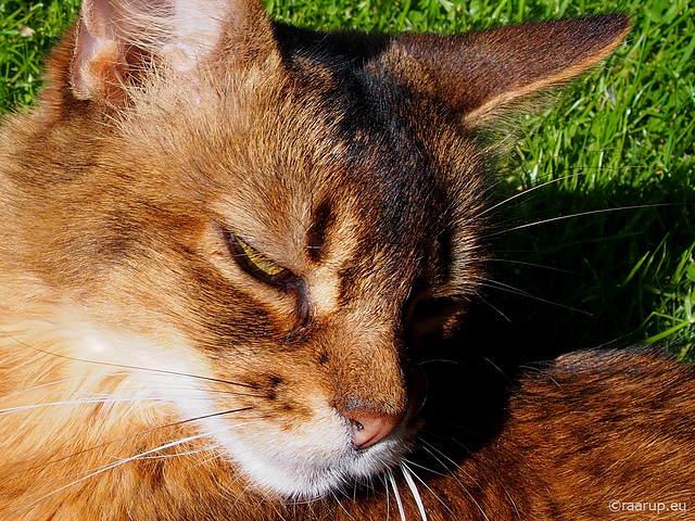 Rags' head and face - Happy Caturday