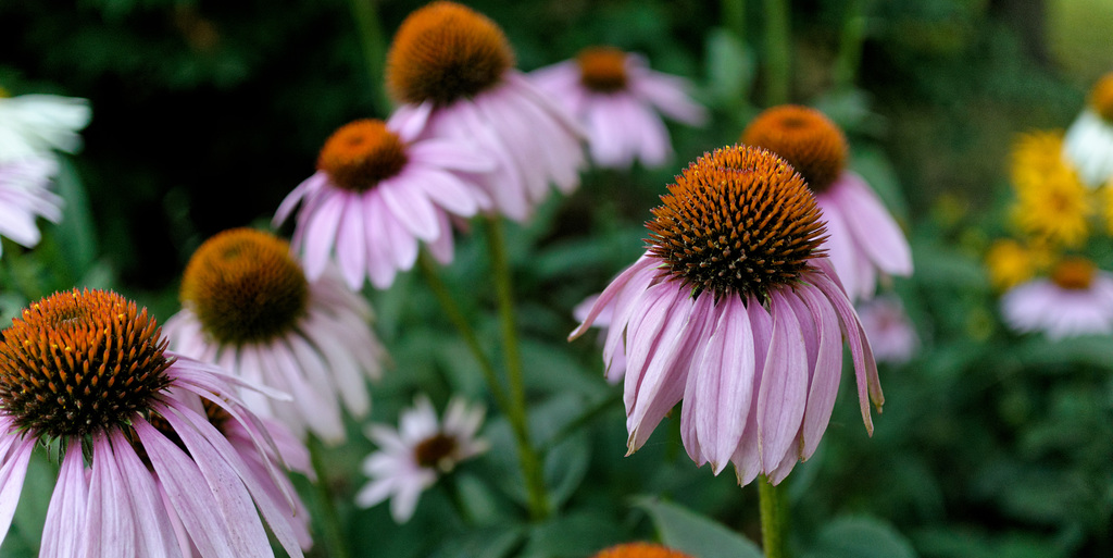 Coneflowers