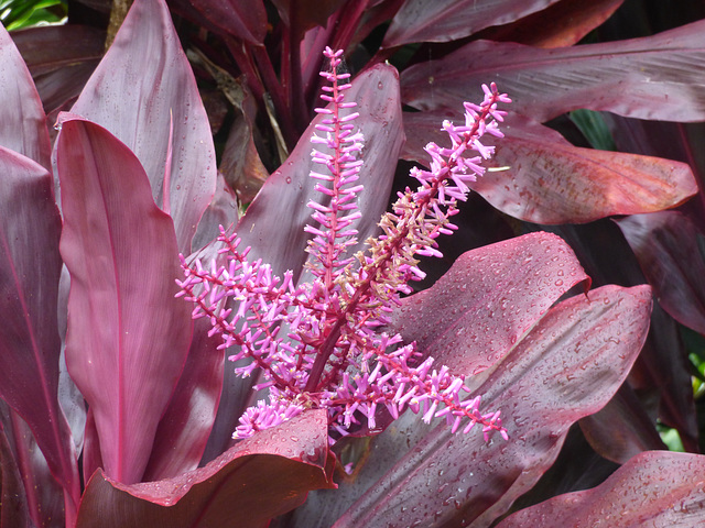 Flores en Heredia, Costa Rica