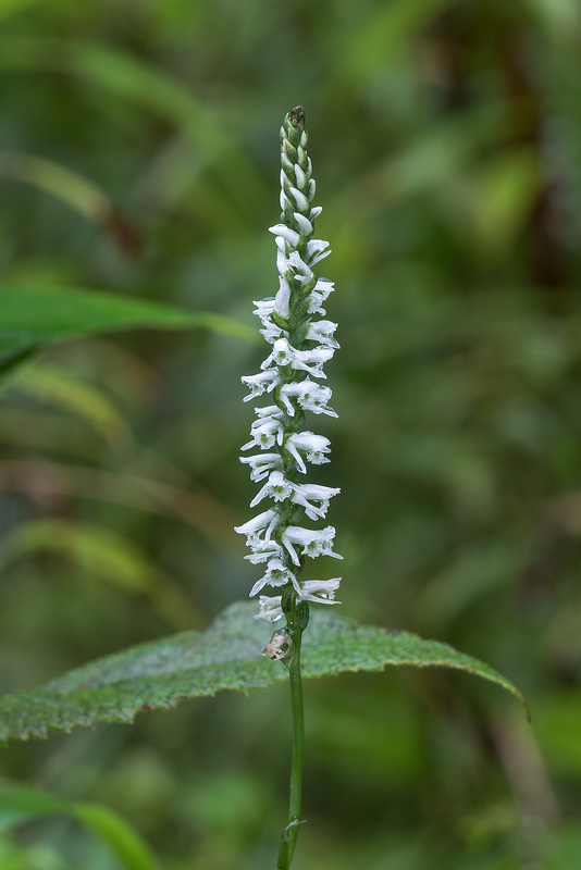 Spiranthes lacera var. gracilis (Southern Slender Ladies'-tresses orchid)