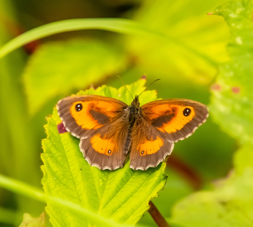 Gatekeeper butterfly