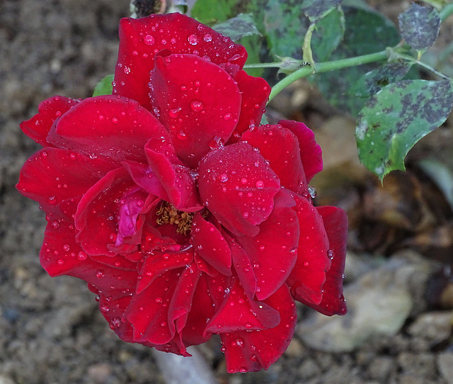 ...Pour Vous....Merci de vos nombreux passages et commentaires...