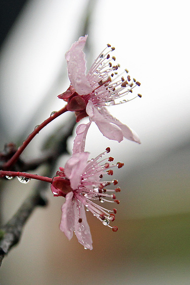 wieder Frühling