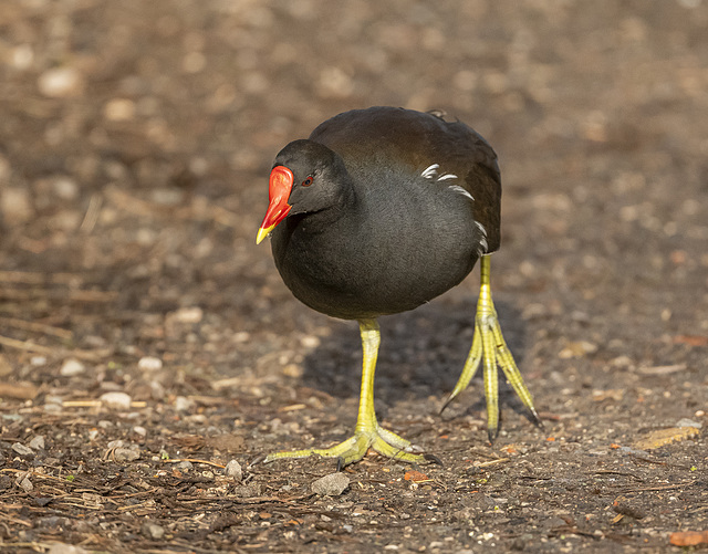 moorhen