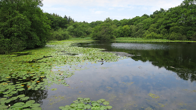 Hensol Pond