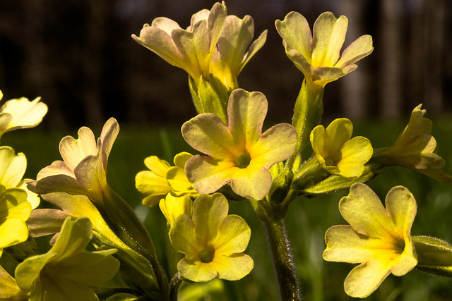 Schlüsselblume