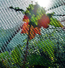 Polytunnel. Byker City Farm. Newcastle