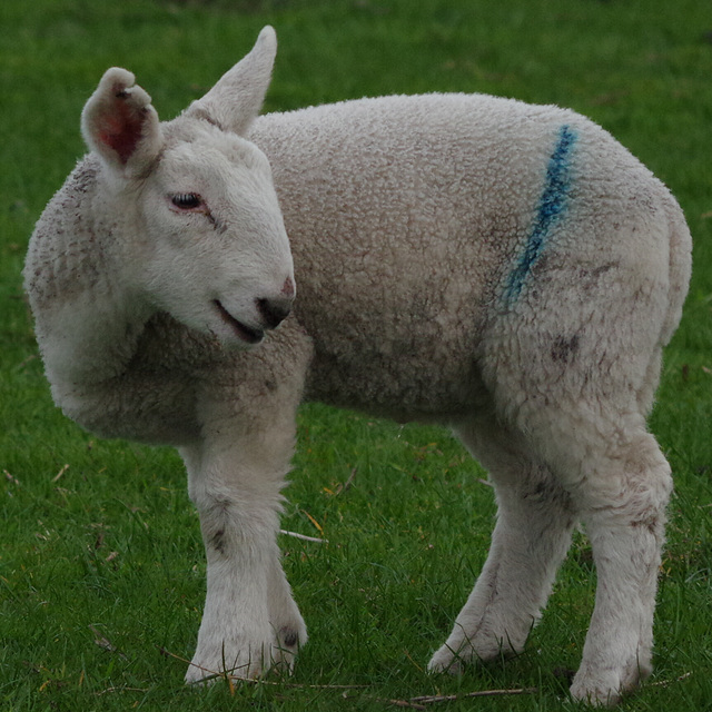 Lamb of the day - The bodybuilder