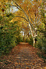 Herbstlicher Weg am Ufer des Ewaldsees (Emscherbruch, Gelsenkirchen-Resse) / 15.10.2018