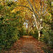 Herbstlicher Weg am Ufer des Ewaldsees (Emscherbruch, Gelsenkirchen-Resse) / 15.10.2018