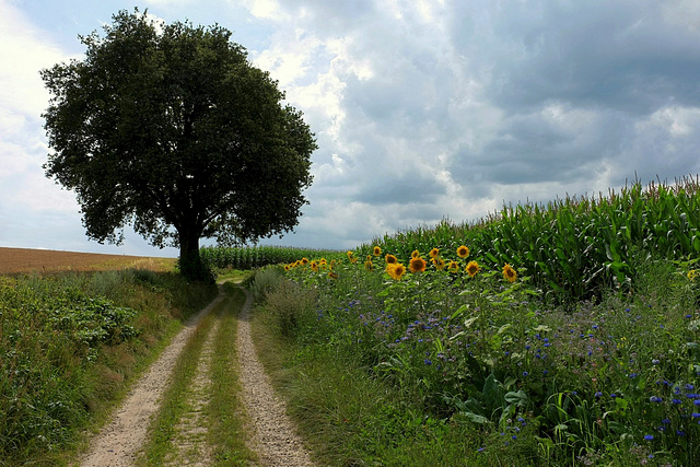 Groesbeek fields at the Lower Rhine Heights