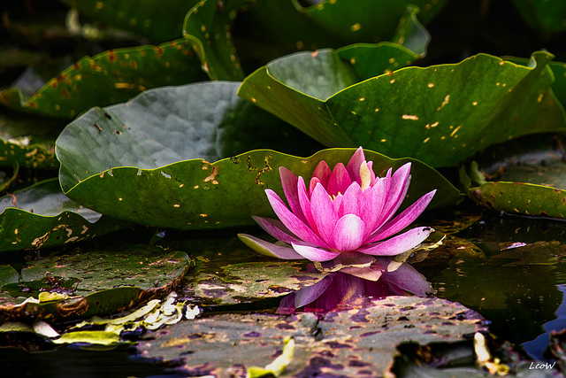 Seerose auf dem Dorfweiher ~ Water lily on the village pond