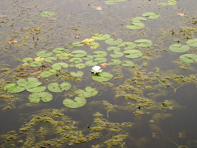 Nénuphars de marina / Marina's lily