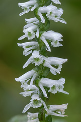 Spiranthes lacera var. gracilis (Southern Slender Ladies'-tresses orchid)