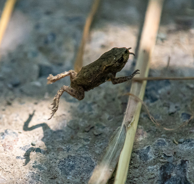 A big leap for a small frog