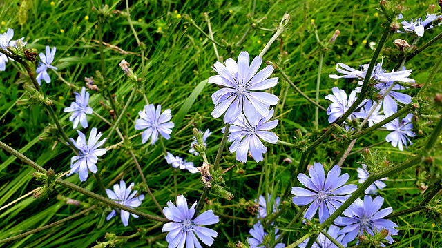 Gemeine Wegwarte (Cichorium intybus)