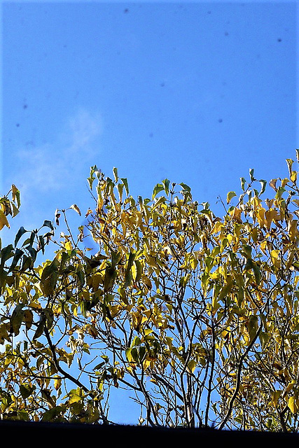 Leaves turning into gold