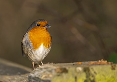 Robin