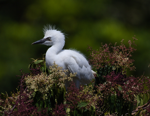 EF7A1863 Cattle Egret