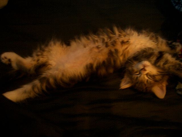 kitten belly