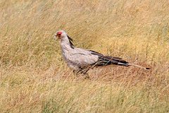 Secretarybird