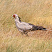 Secretarybird