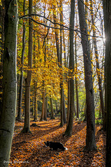 A walk under the autumn canopy (1 x PiP)