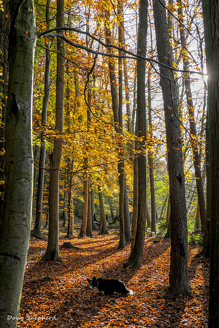 A walk under the autumn canopy (1 x PiP)