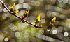 IMG 7937-FHD