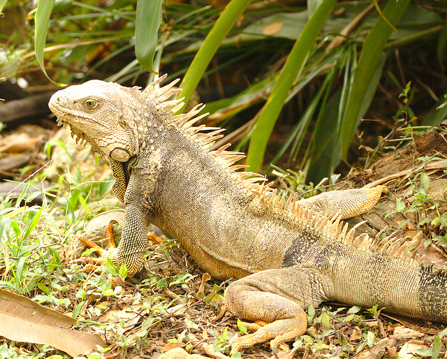 IMG 9951lizard