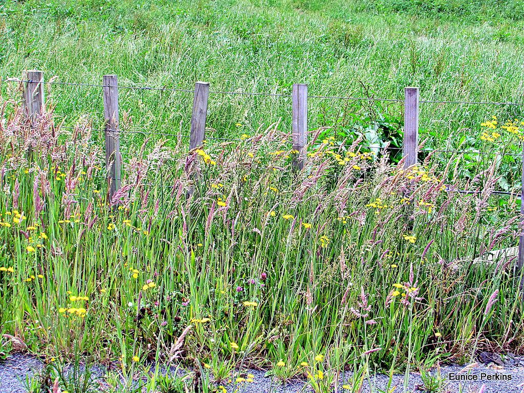 Rural Fence-line.