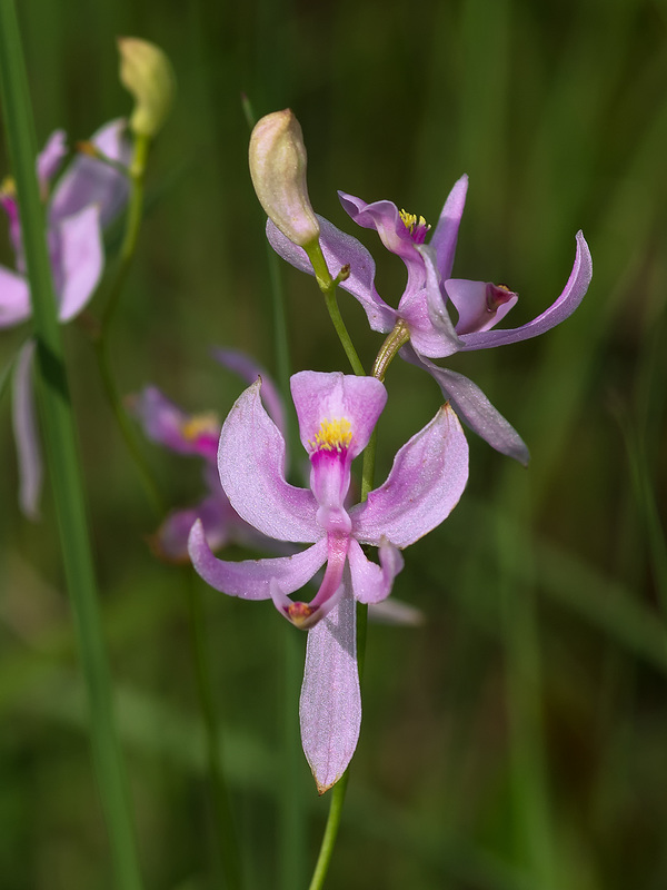 Calopogon pallidus (Pale Grass-pink orchid)