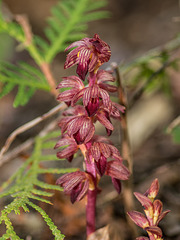 Corallorhiza striata var. striata (Striped Coralroot orchid)