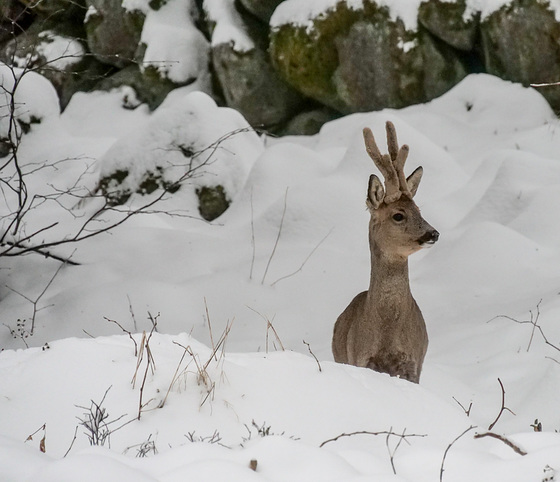 his antlers have still grown...