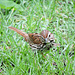 Song Sparrow