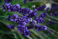 Lavender-Depth of Field