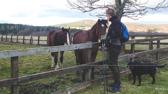 Inquisitive young ponies on the Speyside Way.