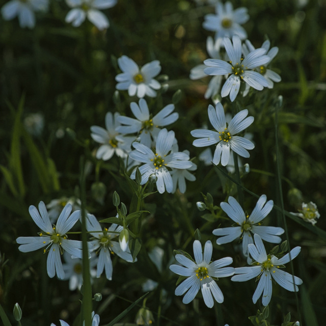 Blüten