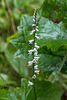 Spiranthes lacera var. gracilis (Southern Slender Ladies'-tresses orchid)