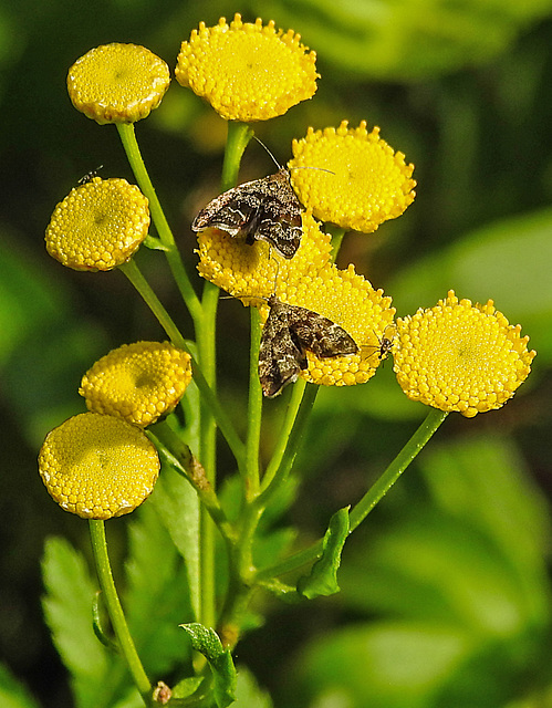 20210831 2667CPw [D~LIP] Rainfarn (Tanacetum vulgare), Brennnessel-Spreizflügelfalter (Anthophila fabriciana), UWZ, Bad Salzuflen