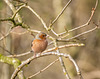 Chaffinch