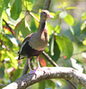 EF7A1872 Black Bellied Whistling Duck