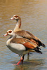 Egyptian geese (Explored)