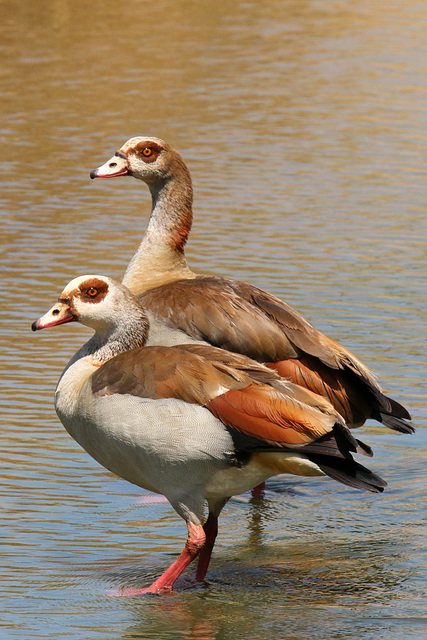 Egyptian geese (Explored)