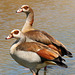 Egyptian geese (Explored)