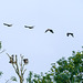 The Buzzard