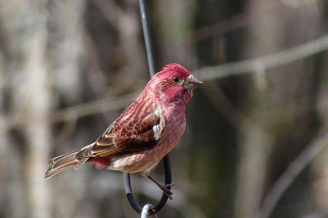 Purple Finch (Male)